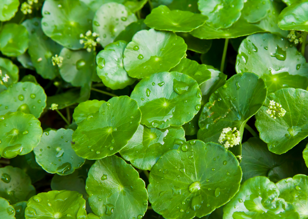 Unveiling Cica: The Natural Skincare Ingredient You Need to Know About