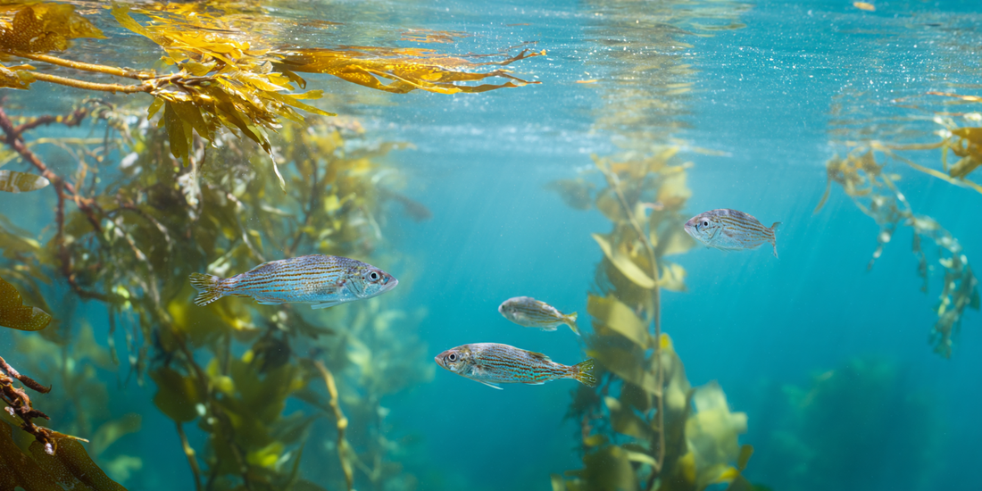 From Seabed to Screen: How Sussex Underwater's Story Inspires the Blue Beauty Movement