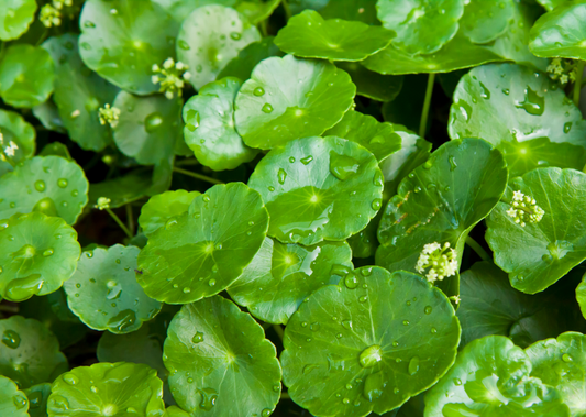 Unveiling Cica: The Natural Skincare Ingredient You Need to Know About