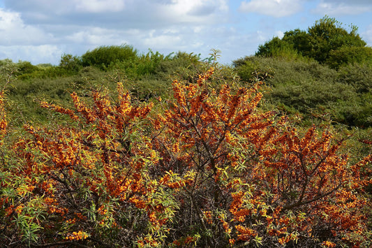 Unlocking the Power of Sea Buckthorn in Your Skincare Routine